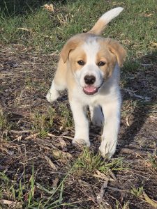 Border Collie – Goolwa