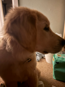 Dogs – Marayong
