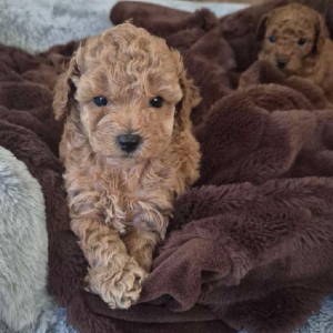 Toy Poodle – Douglas Shire