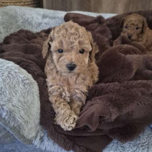 Toy Poodle – Douglas Shire