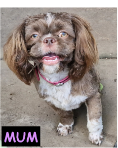 Shih Tzu – Bellmere
