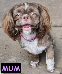 Shih Tzu – Bellmere