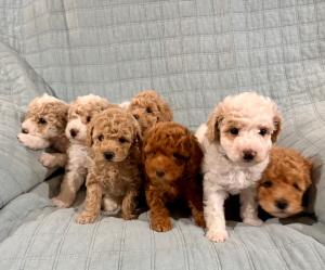 Poodle Mini – Boddington
