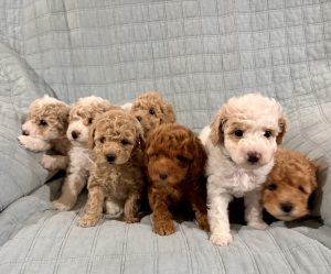 Poodle Mini – Boddington