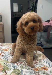 Other Dogs – Gympie