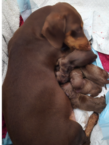 Dachshund – Point Vernon