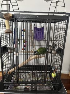 Macaws – Singleton
