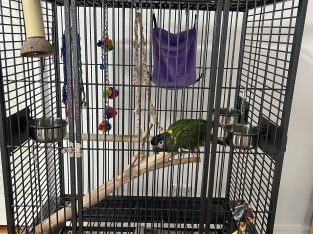 Macaws – Singleton