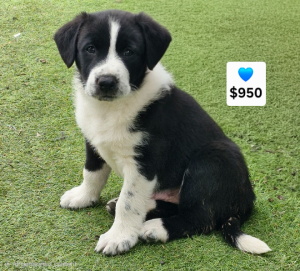 Border Collie – Dalby