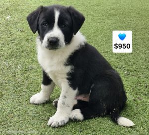 Border Collie – Dalby