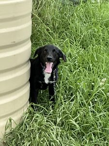 Border Collie Kelpie Cross – Clarendon