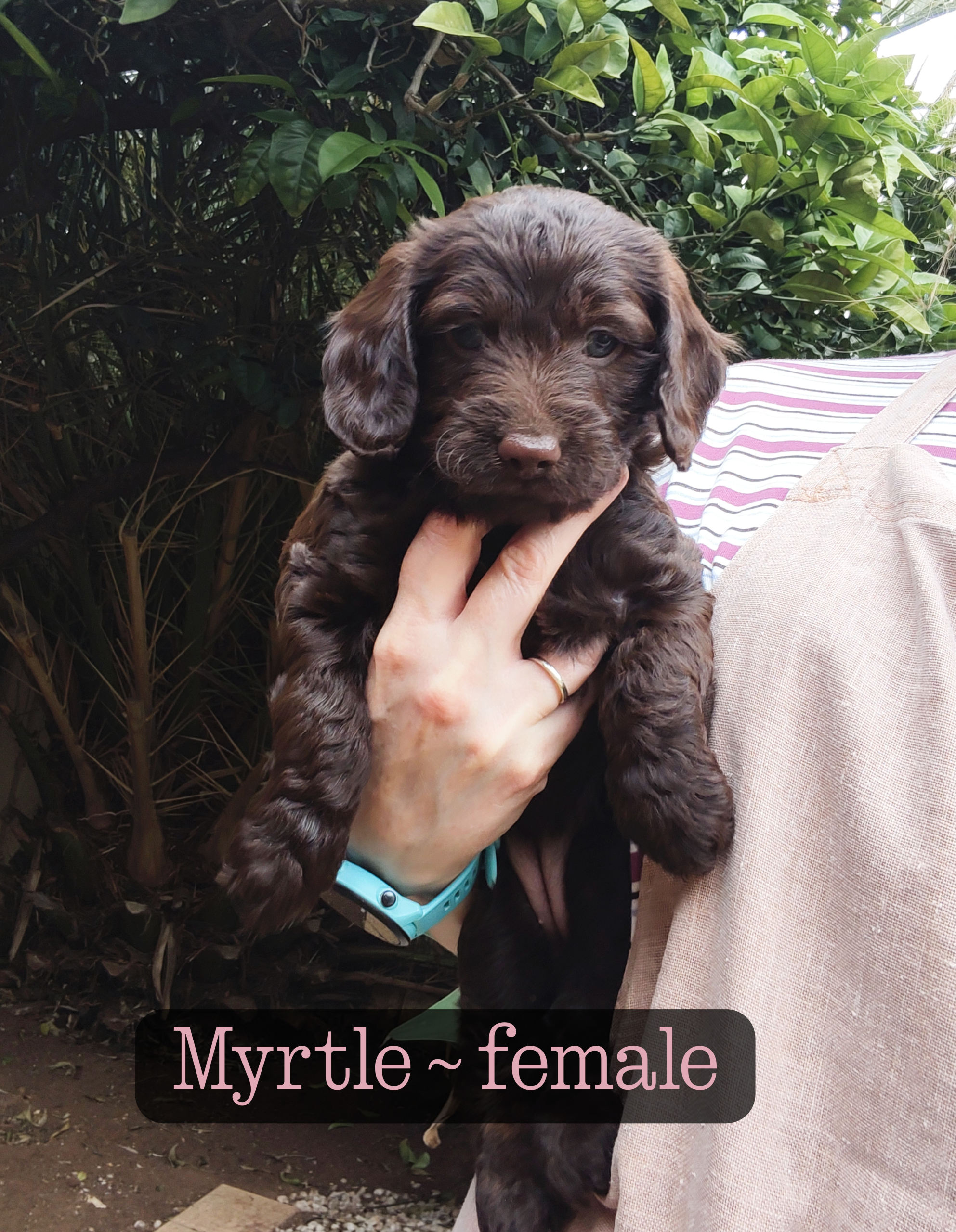 Spoodle - Ingle Farm - PetsForHomes