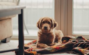 dog on blanket in home