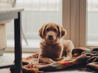 First-Week Checklist for a New Dog: Settling In Without Anxiety