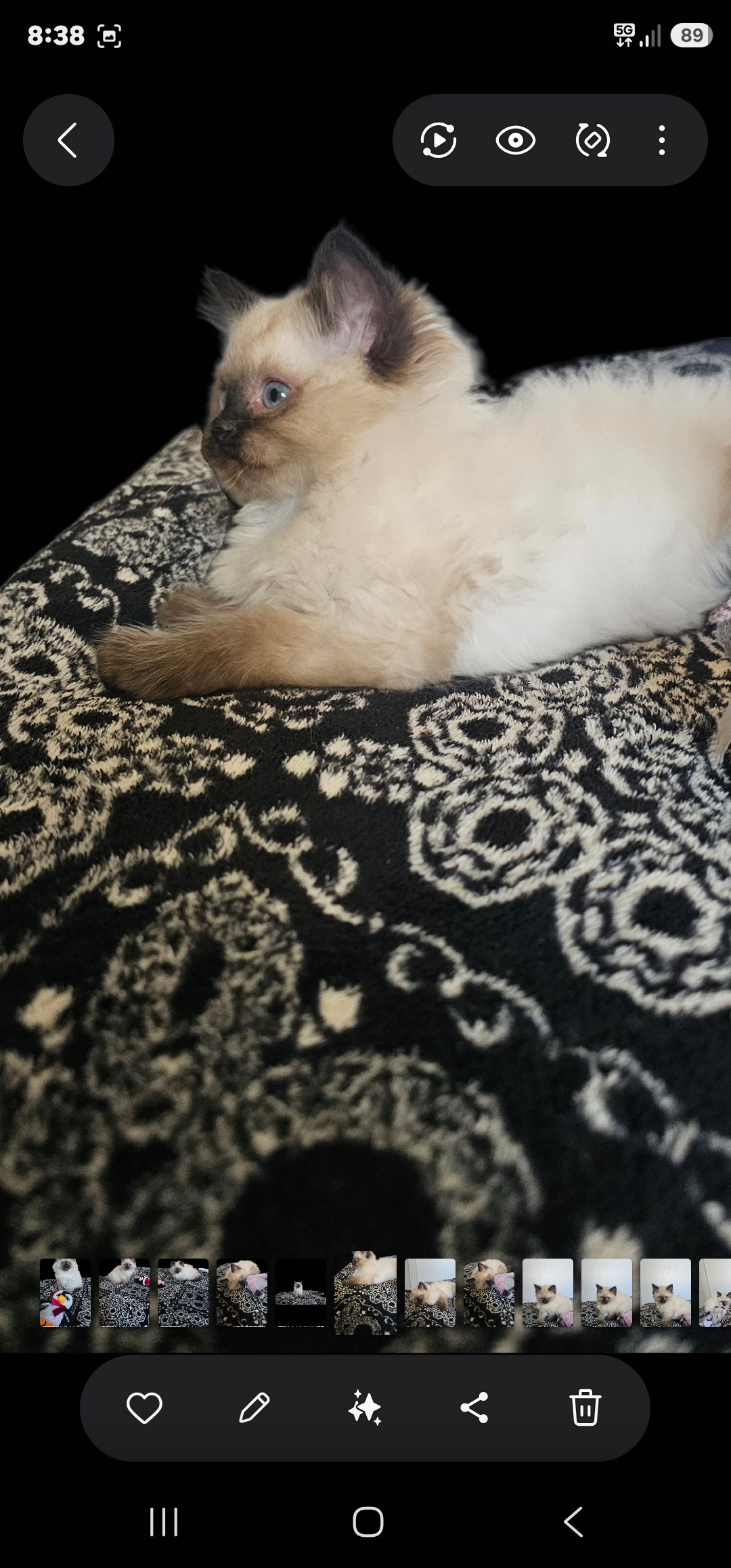 Ragdoll – Ravenshoe