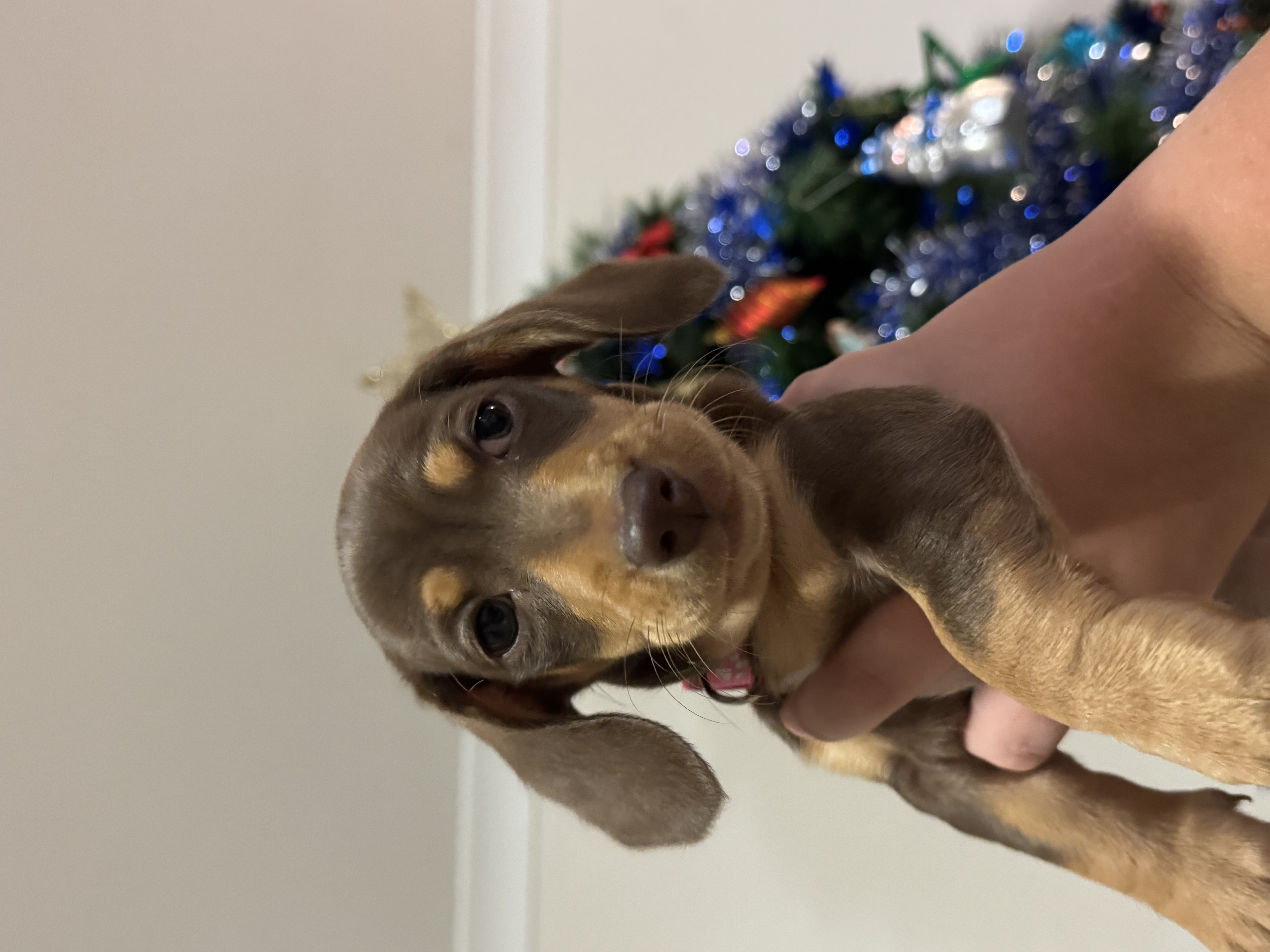 Miniature Dachshund – Caboolture