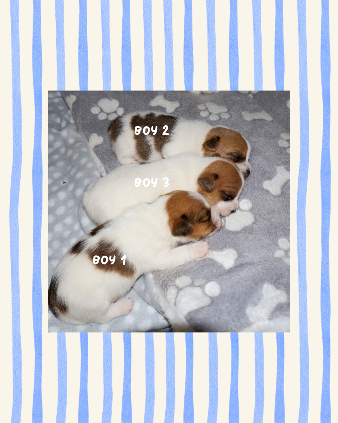 Jack Russell – Royston