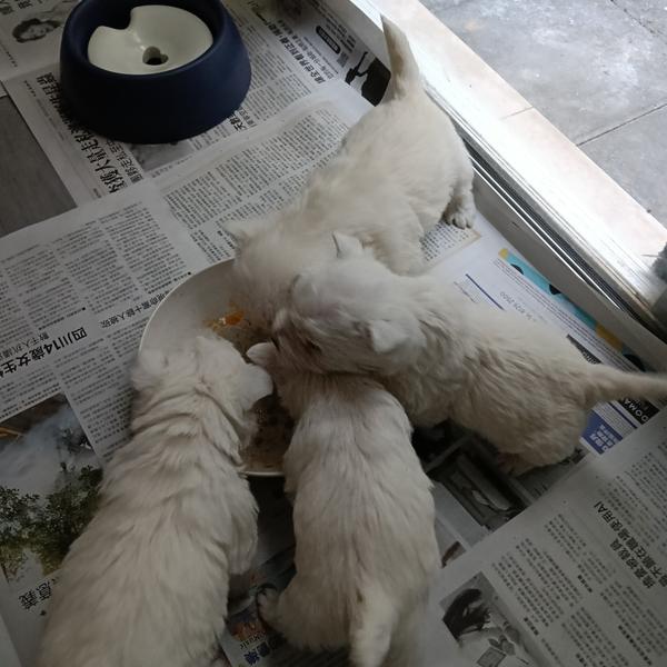 West Highland Terrier – Mawson Lakes