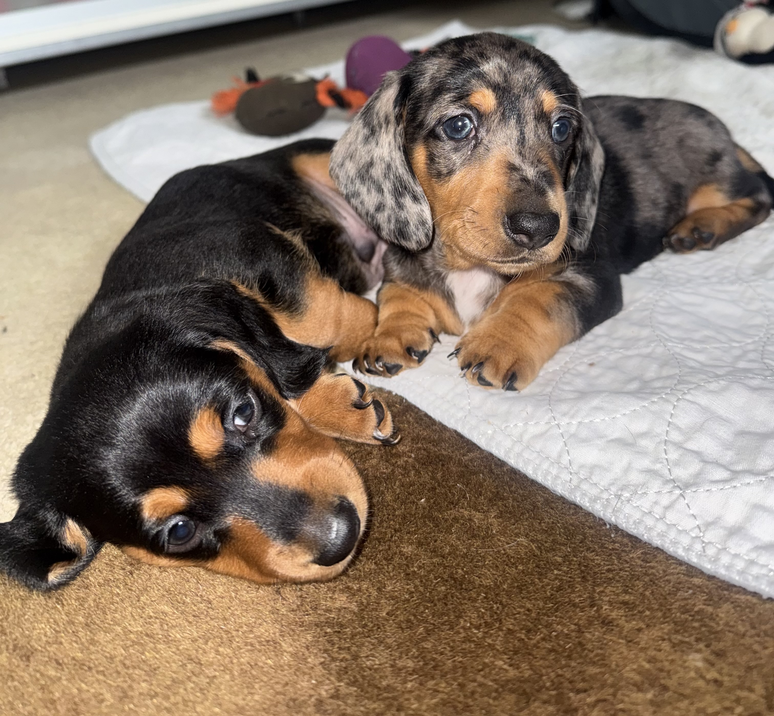 Dachshund – Wynnum