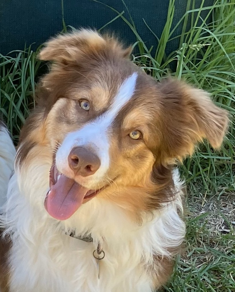Border Collie – Colyton