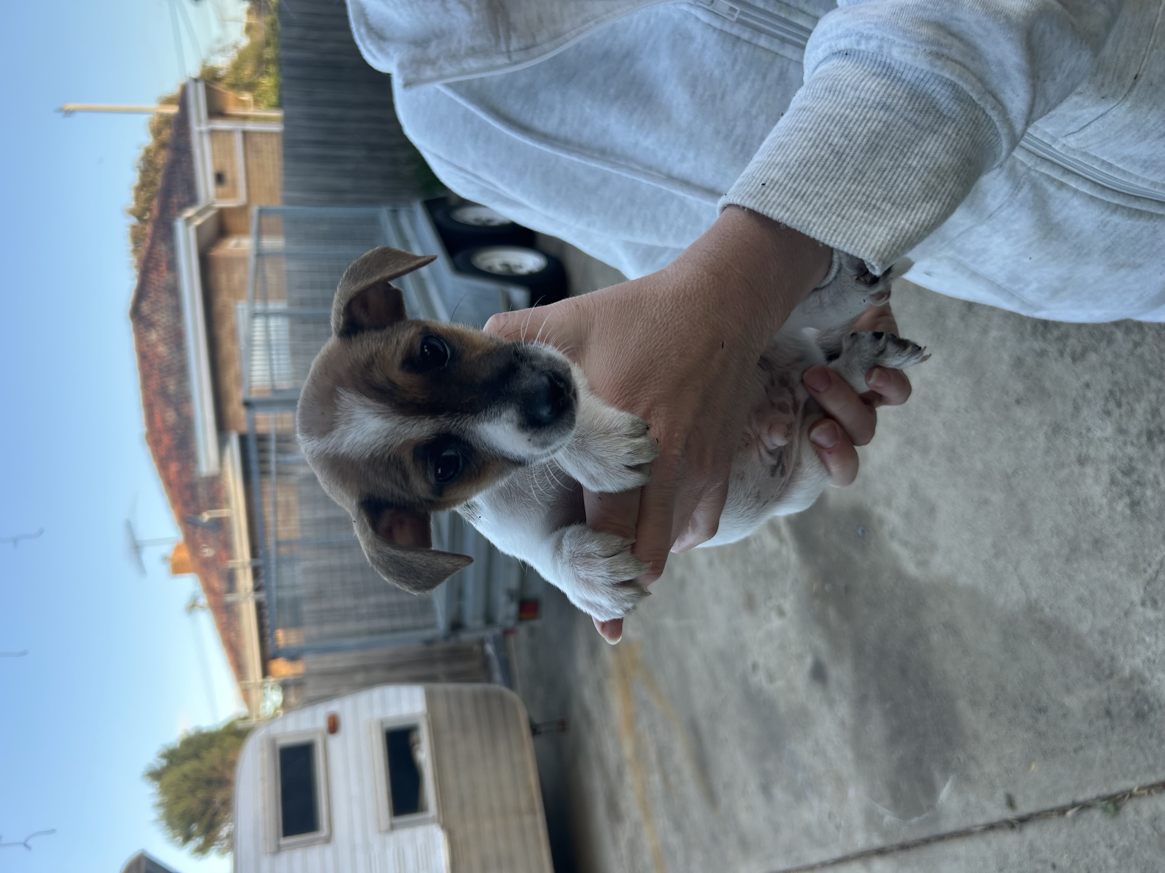 Jack Russell – Corio