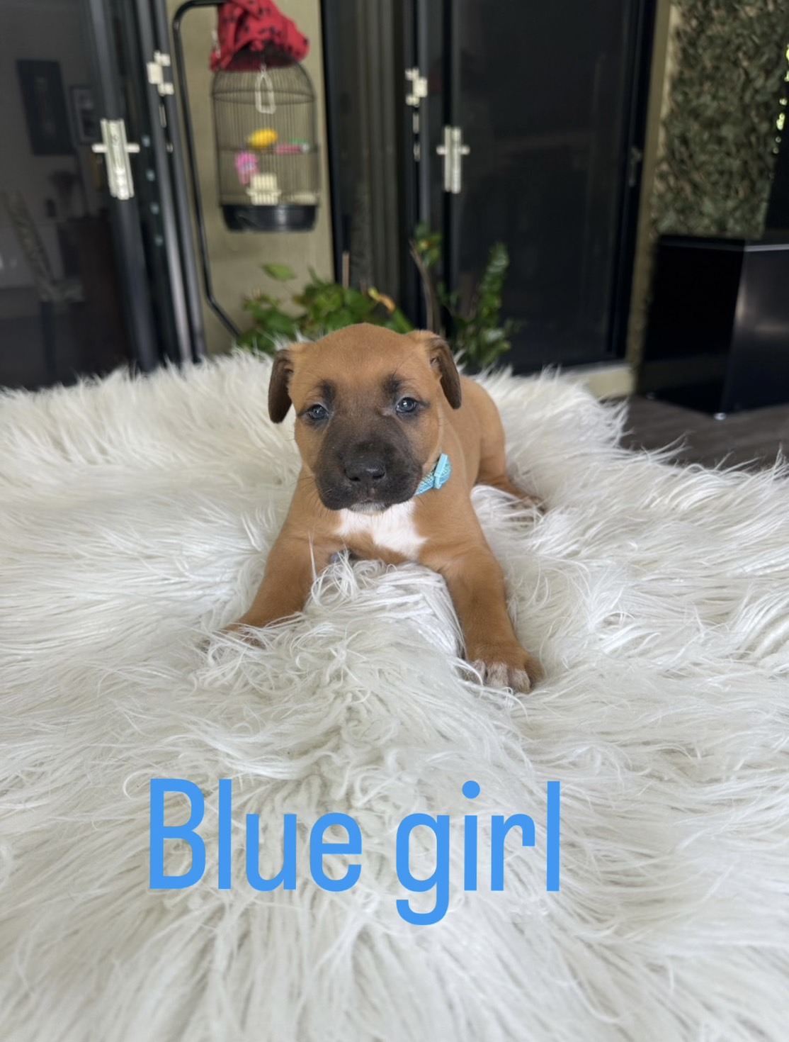 American Staffordshire Terrier (Amstaff) Puppies For Sale In Georgia