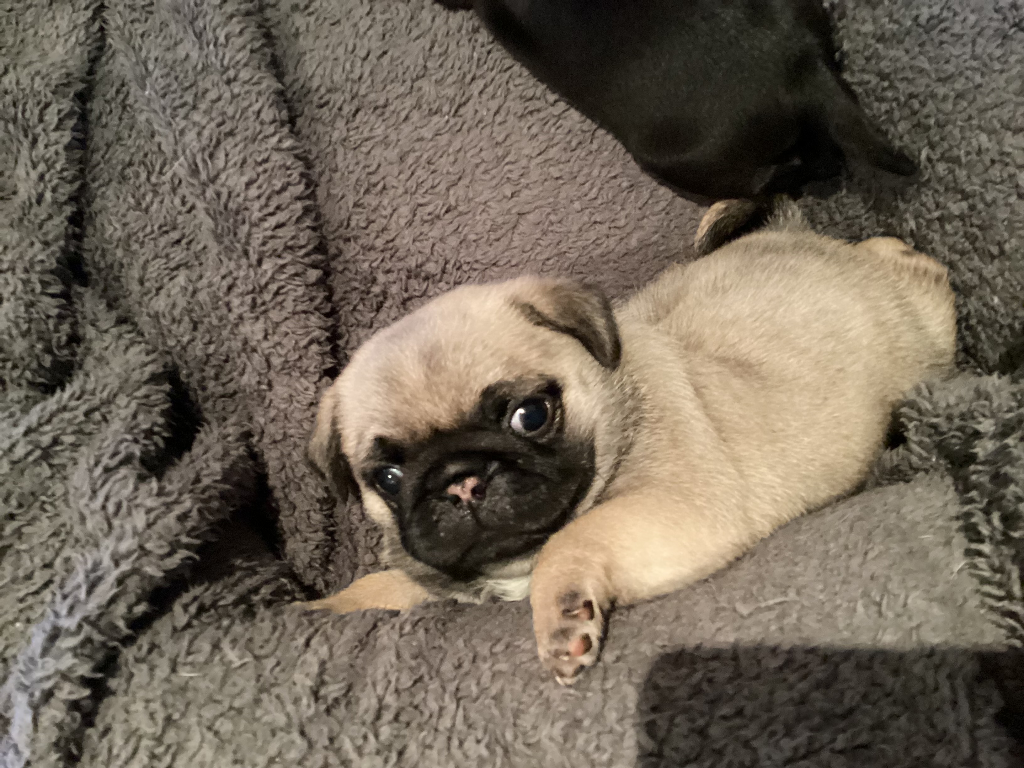 Pug – Hamilton Hill