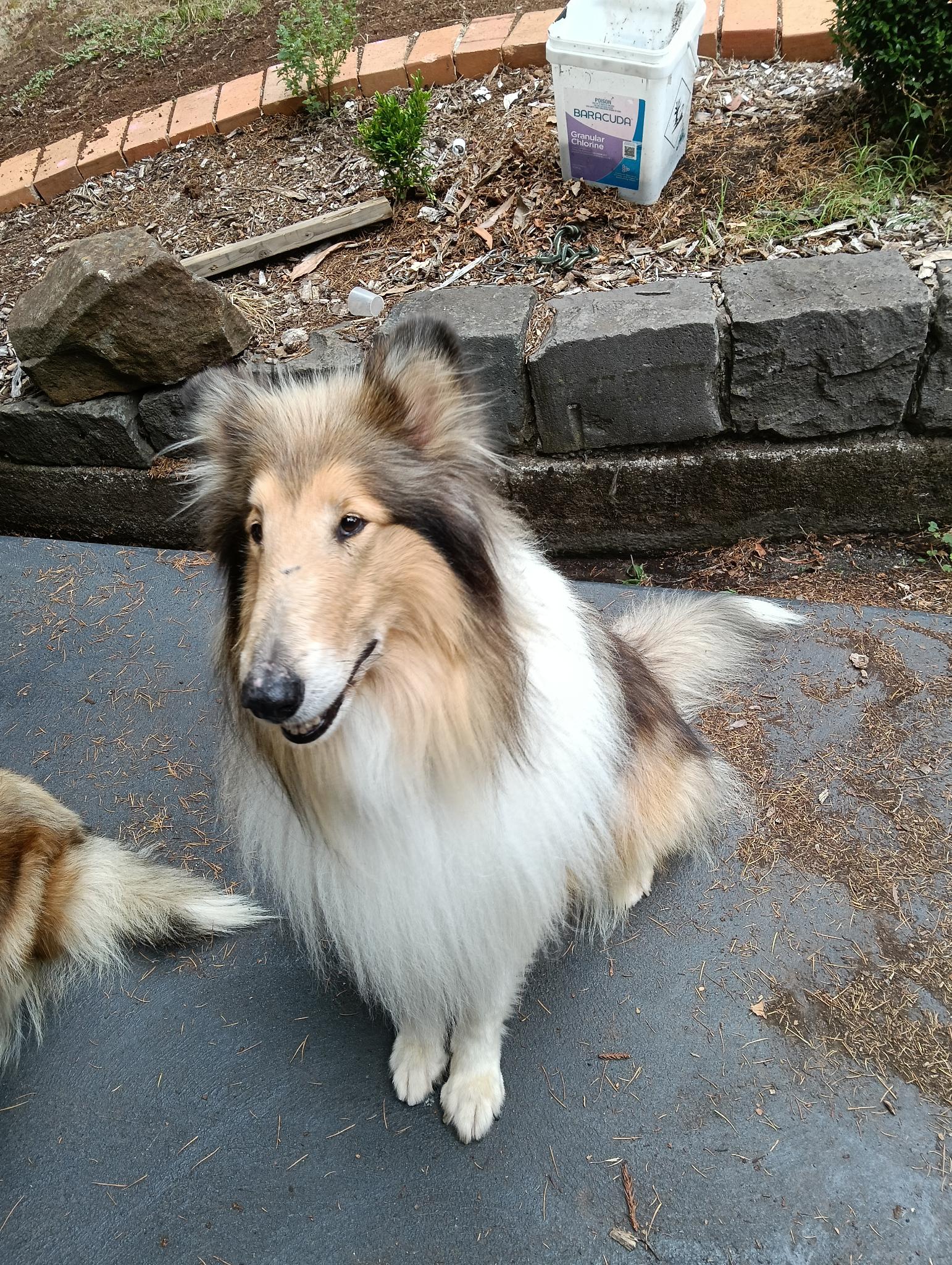 Collie (Rough) – Gembrook