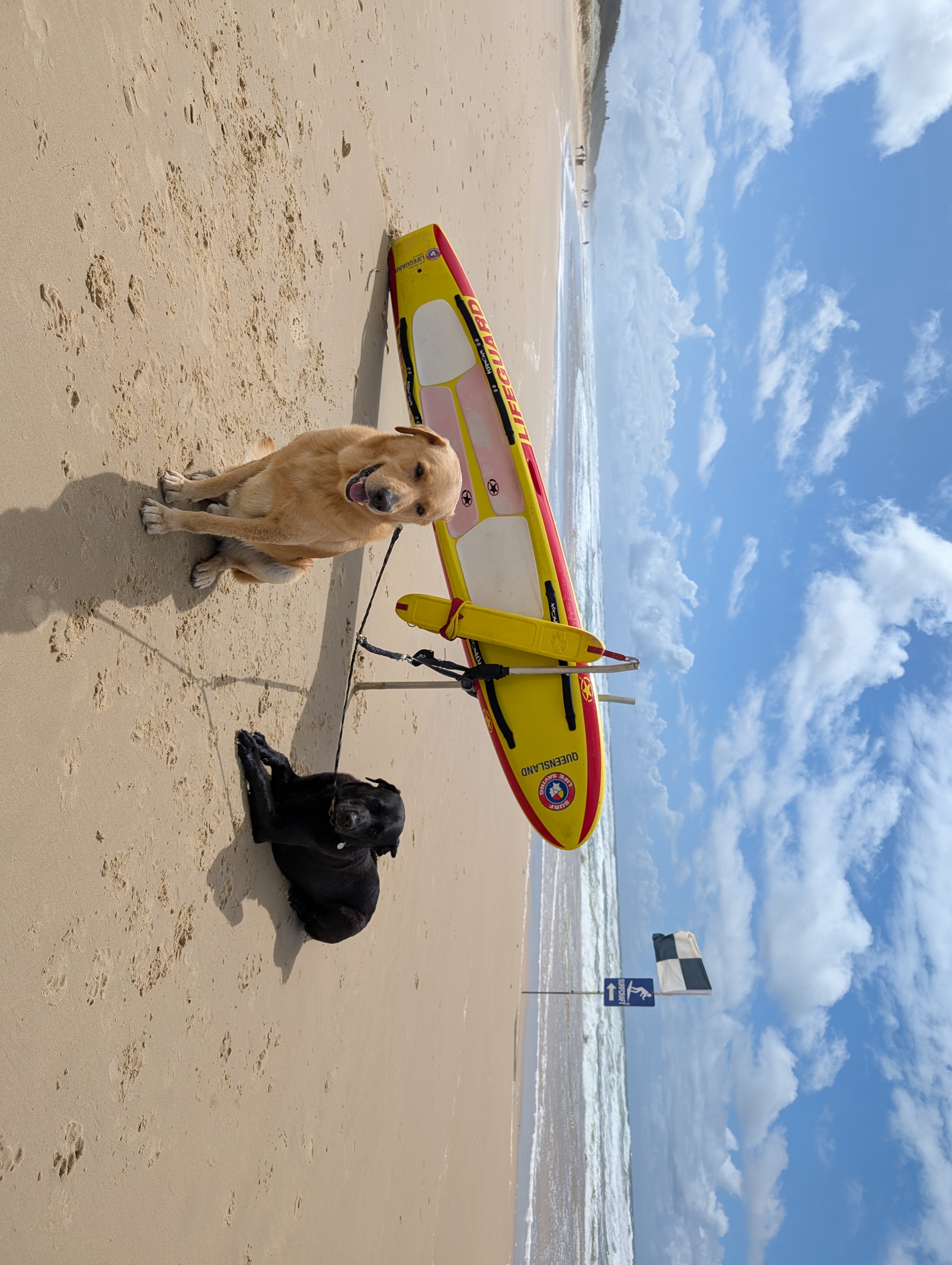 Labrador Retriever – Brisbane