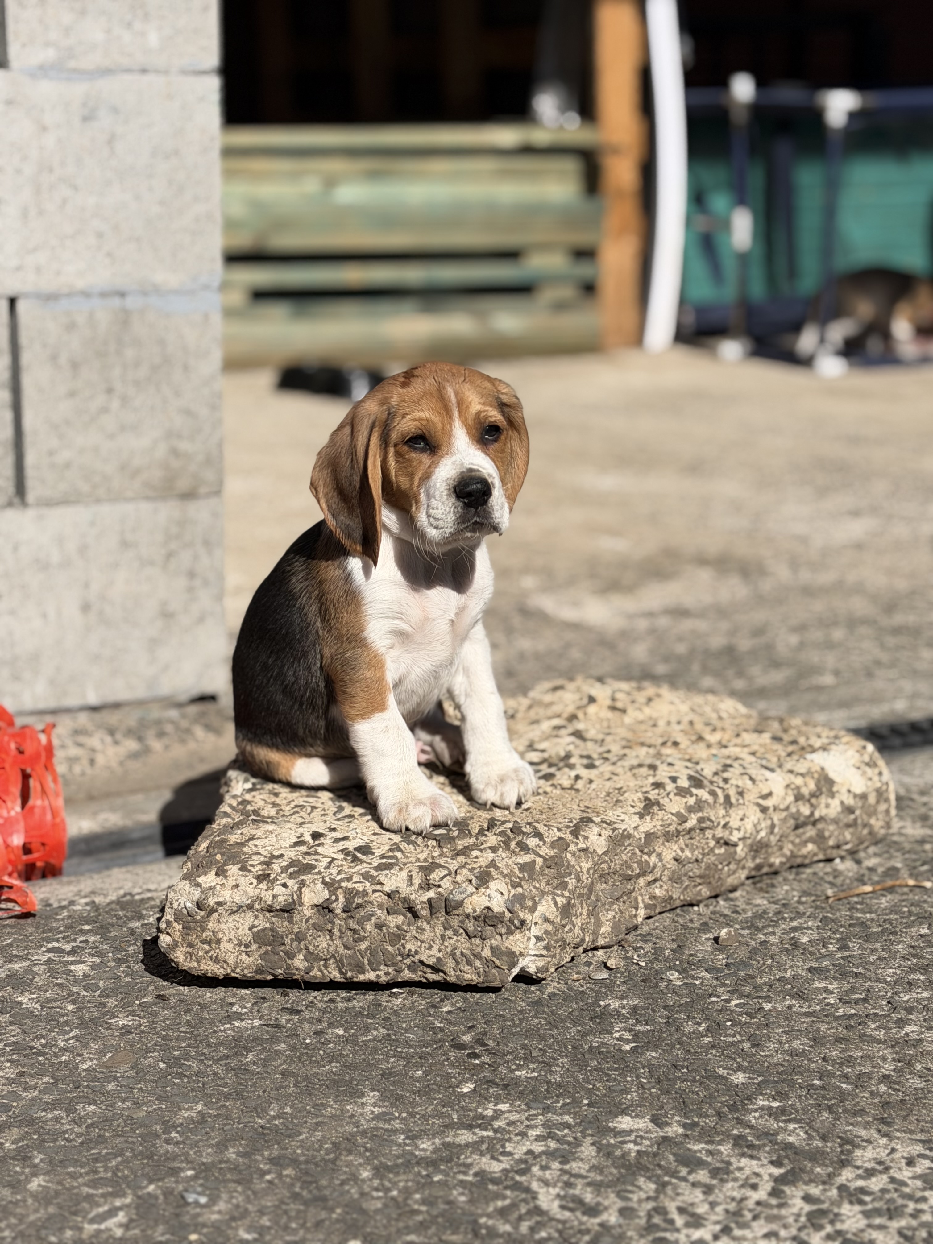 Beagle – Dapto