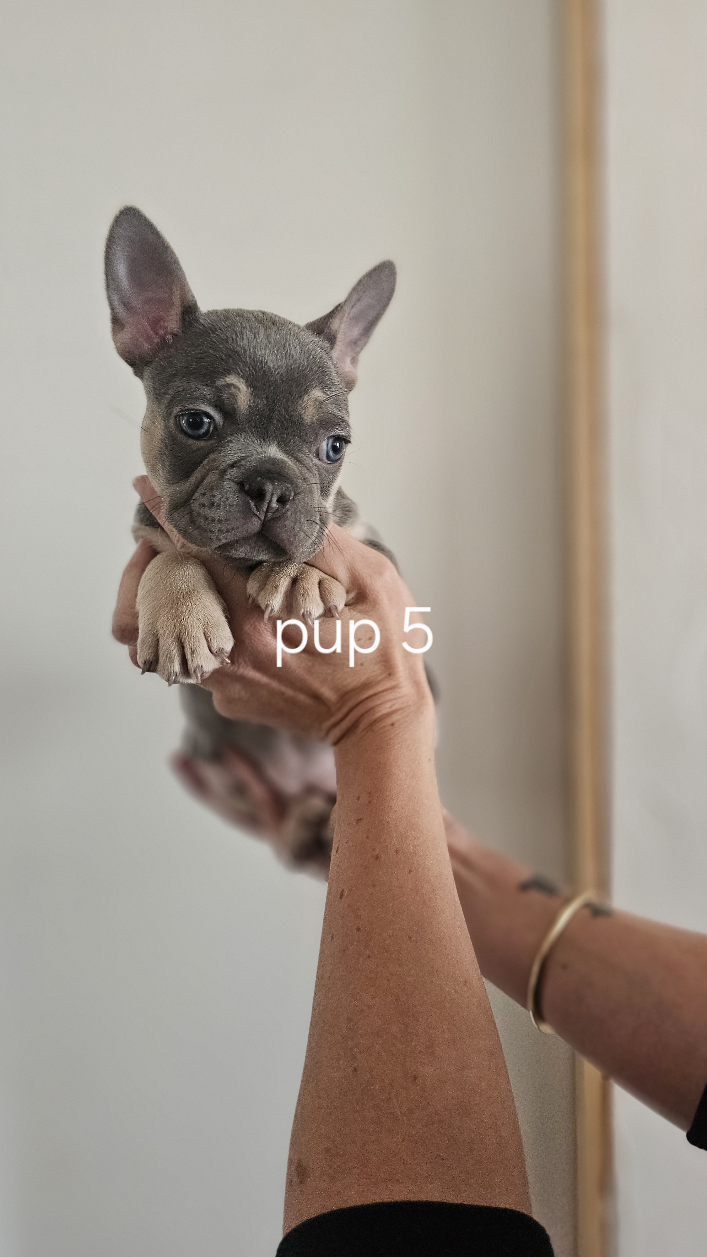 French Bulldog – Holmview