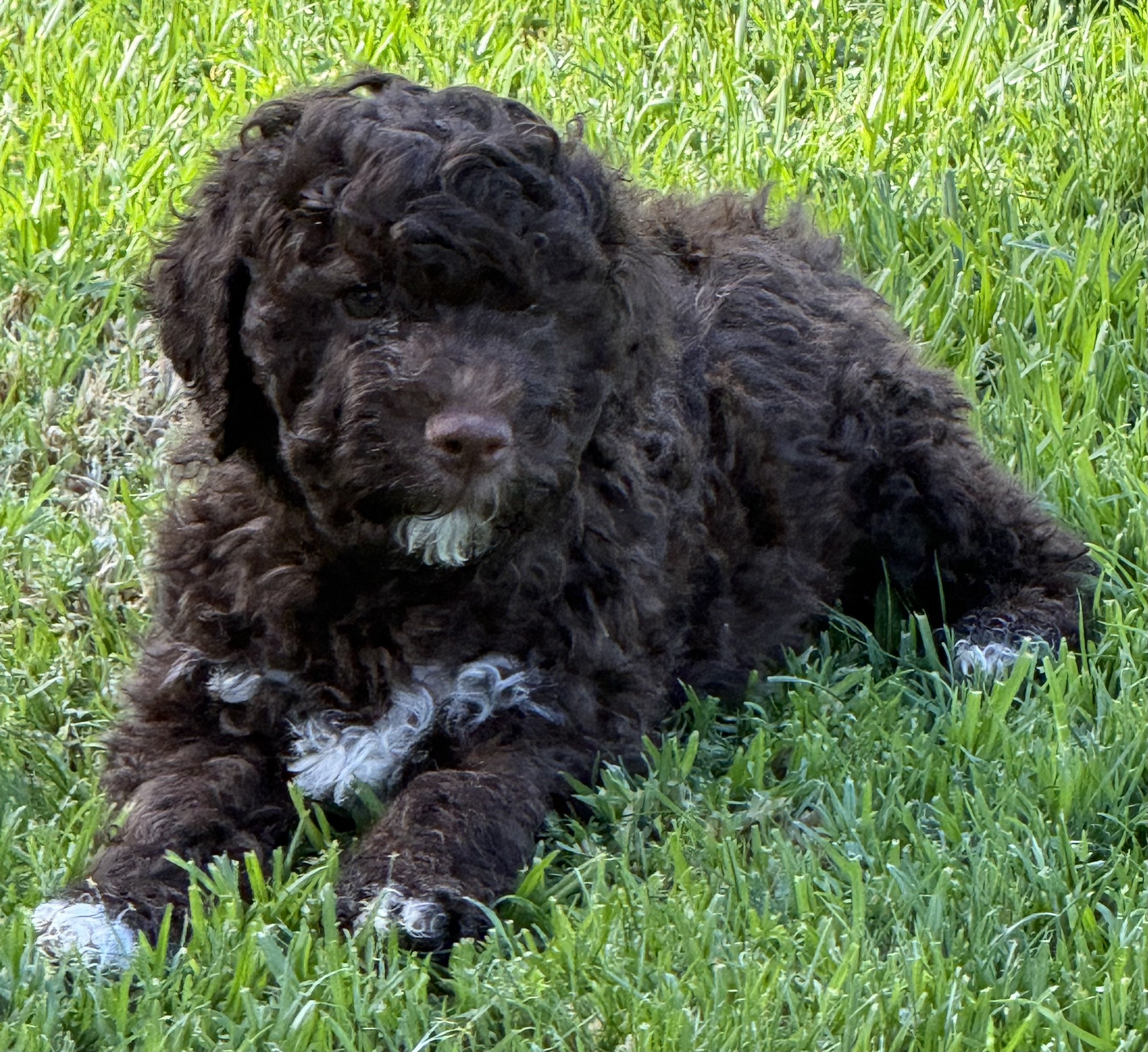 Lagotto Romagnolo – Poowong