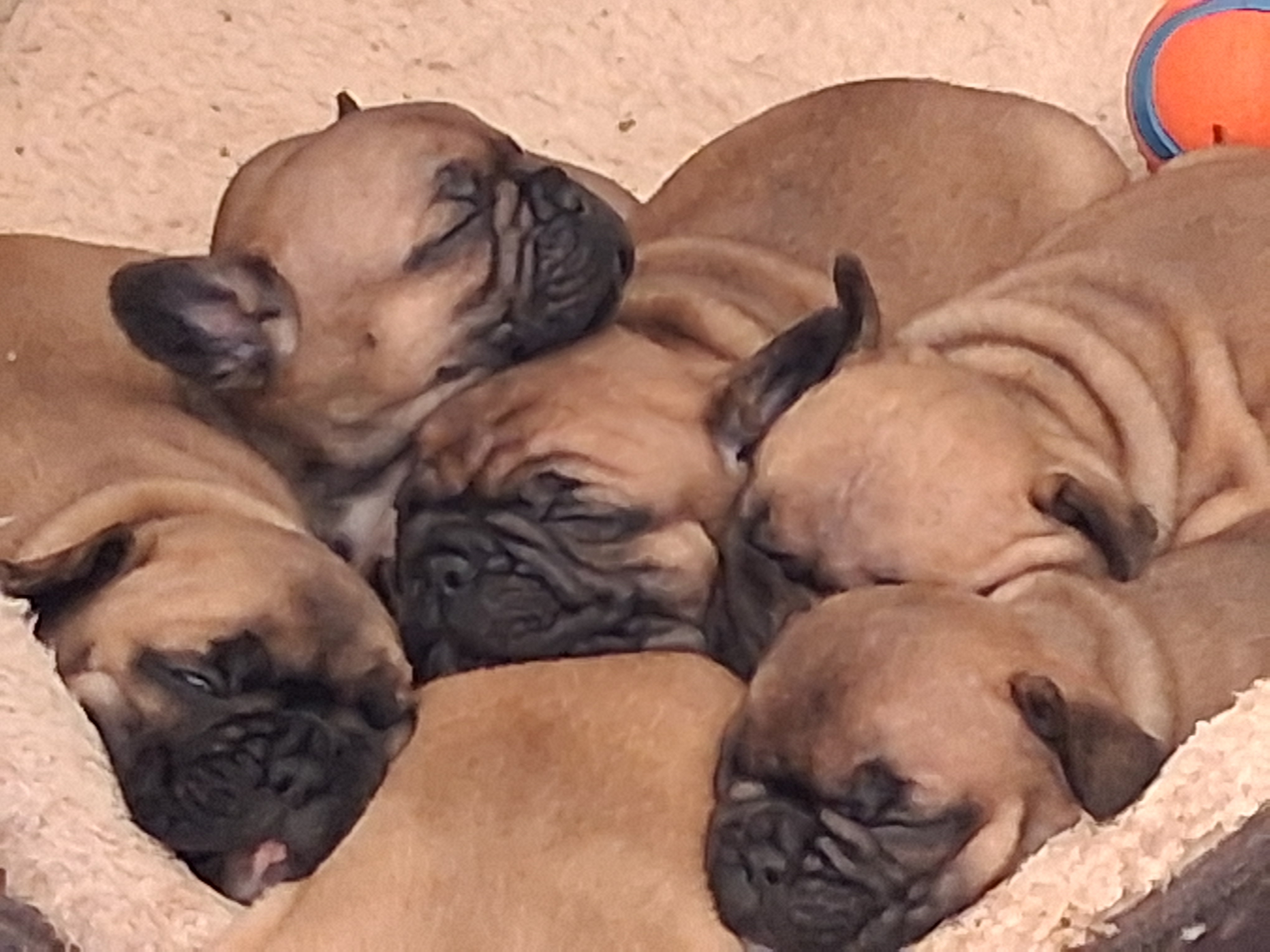 French Bulldog – Croydon