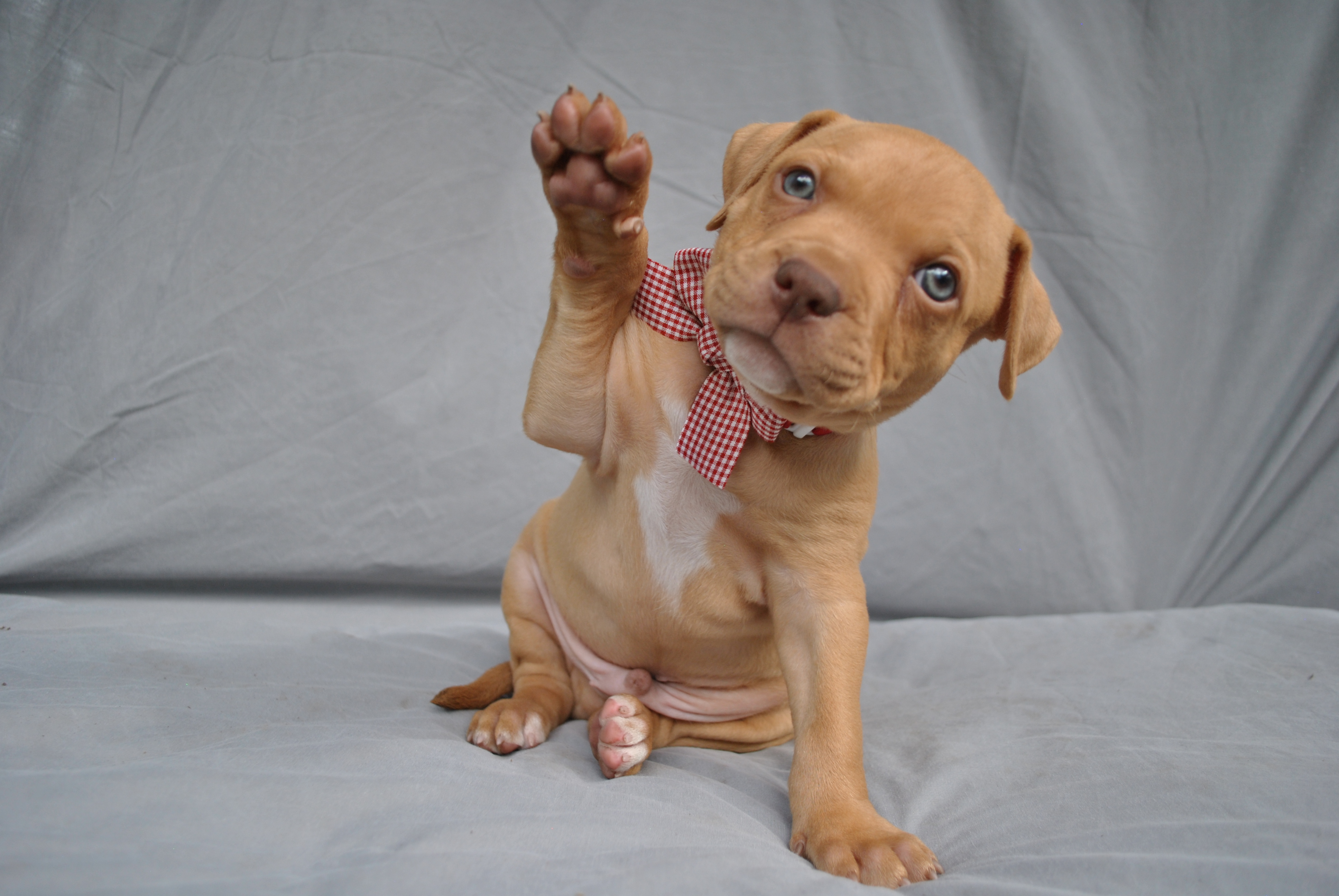 American Staffordshire Bull Terrier – Red Royalty Canines