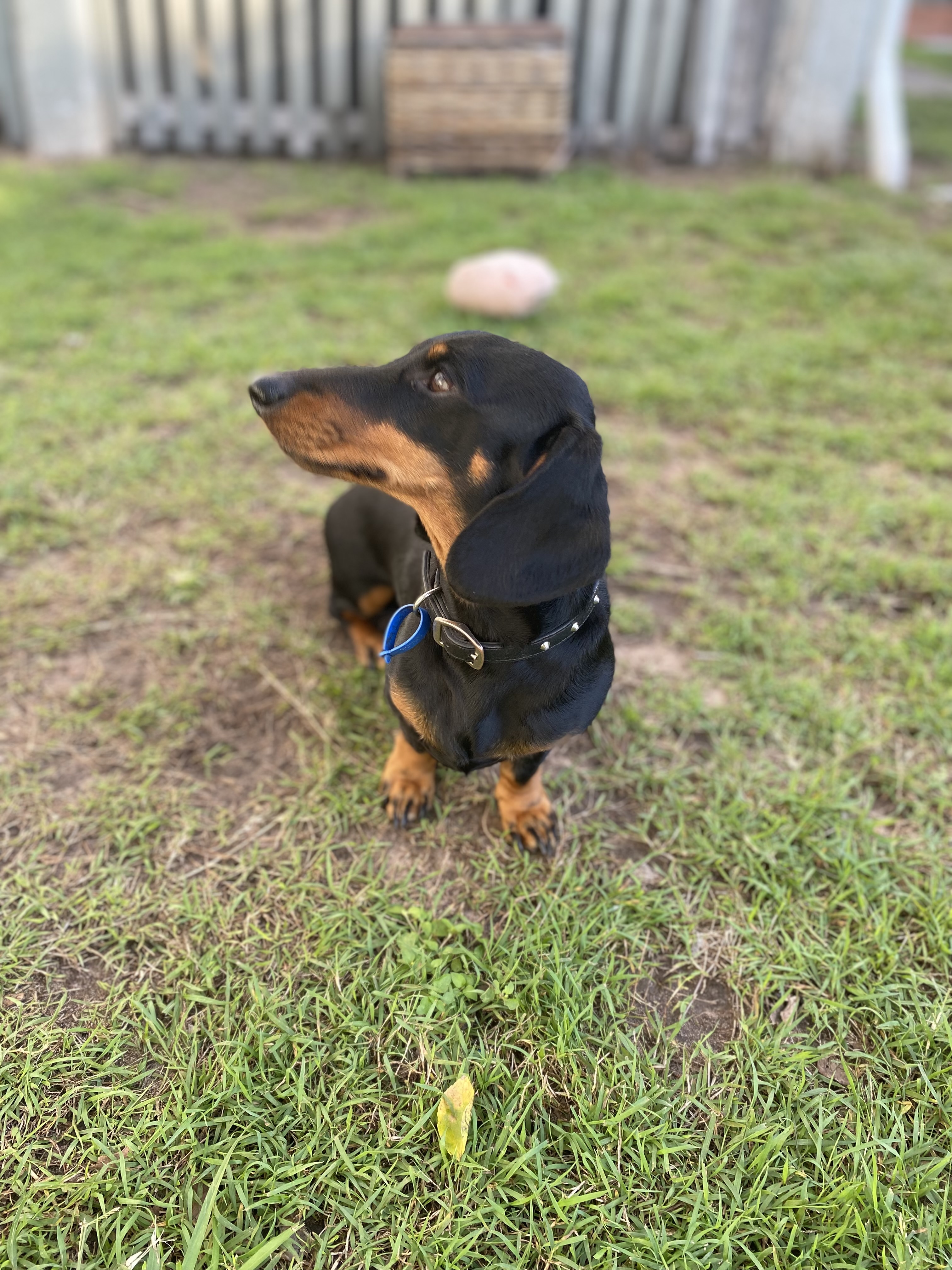 Stud – Maryborough