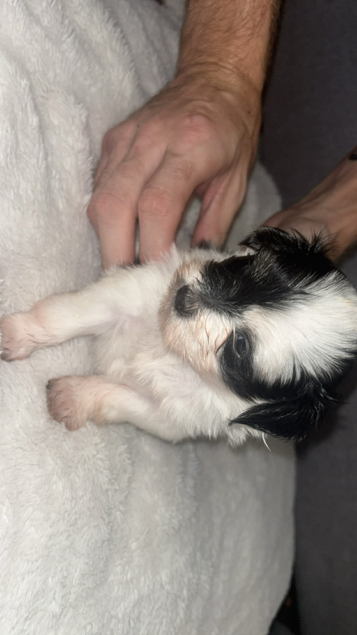 Maltese Shih Tzu – Secret Harbour