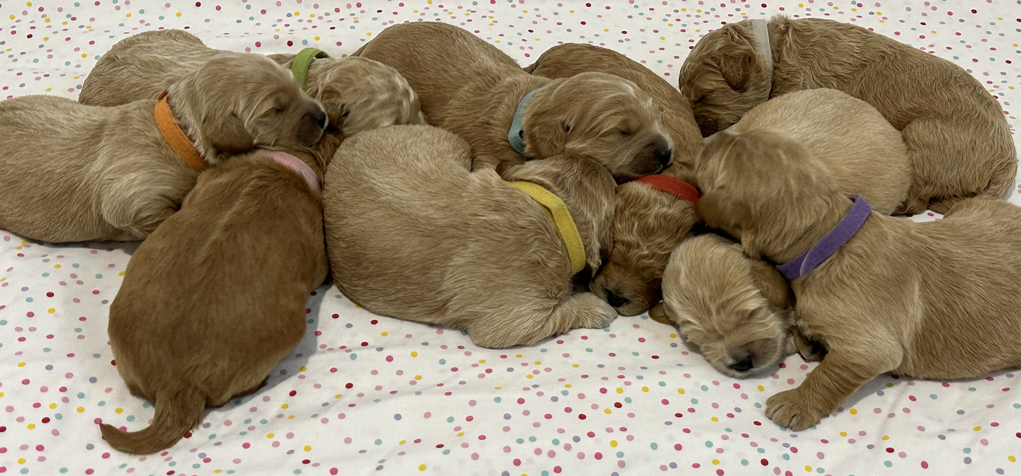 F1B Miniature Groodles – Upcoming Litter – Only 1 remaining )