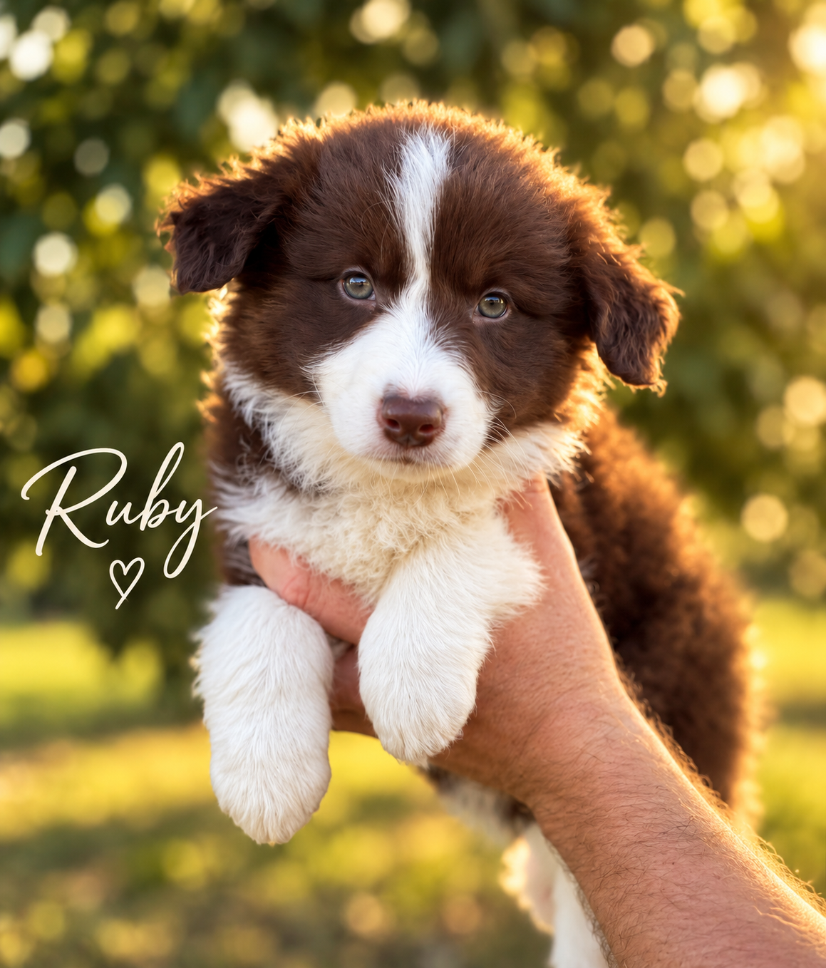 Border Collie – Christmas Creek