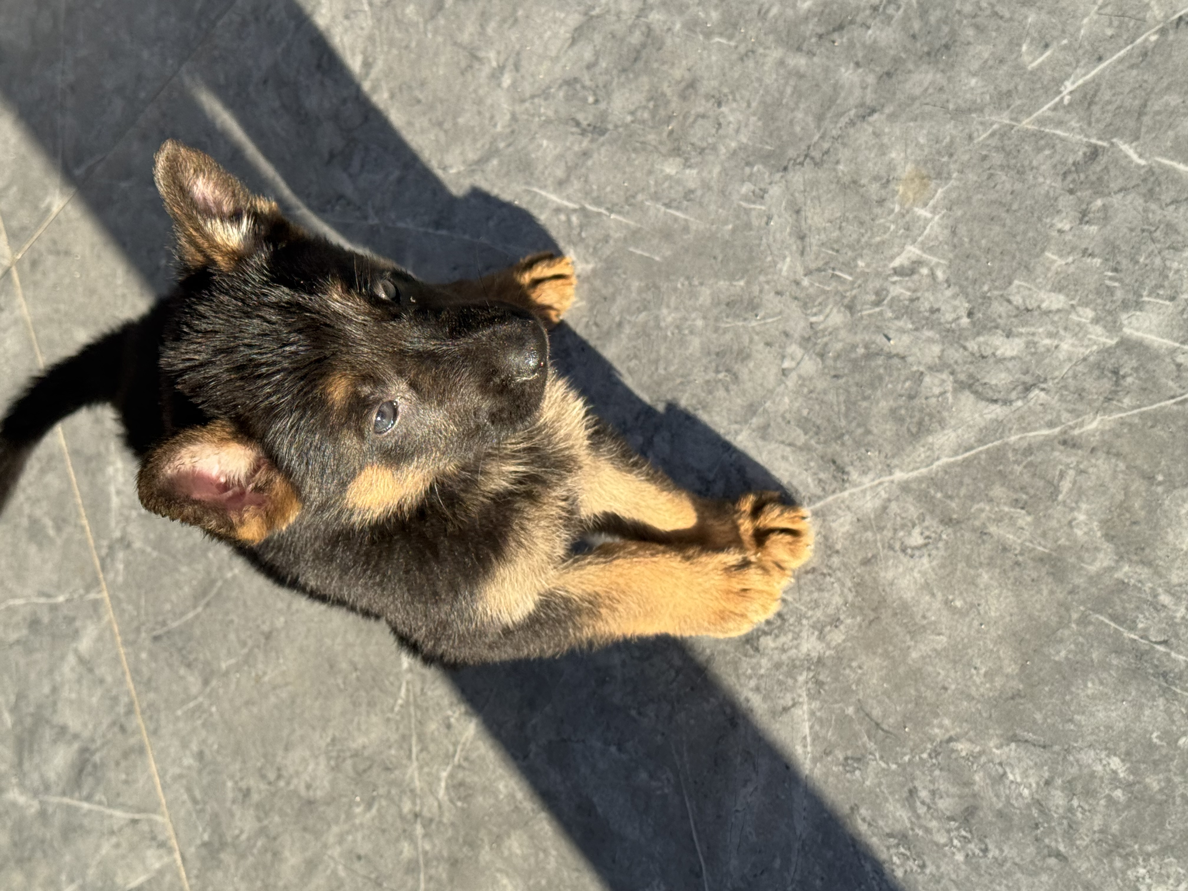 German Shepherd – Oakford