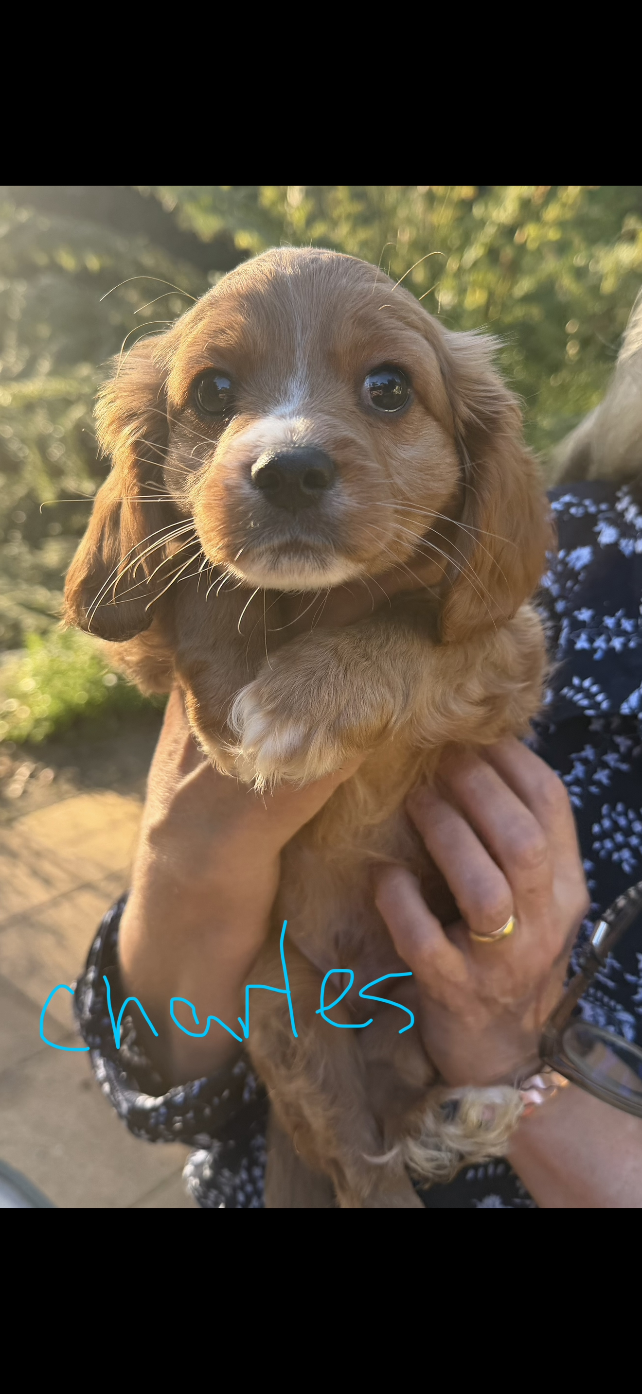 Dogs – Three Bridges