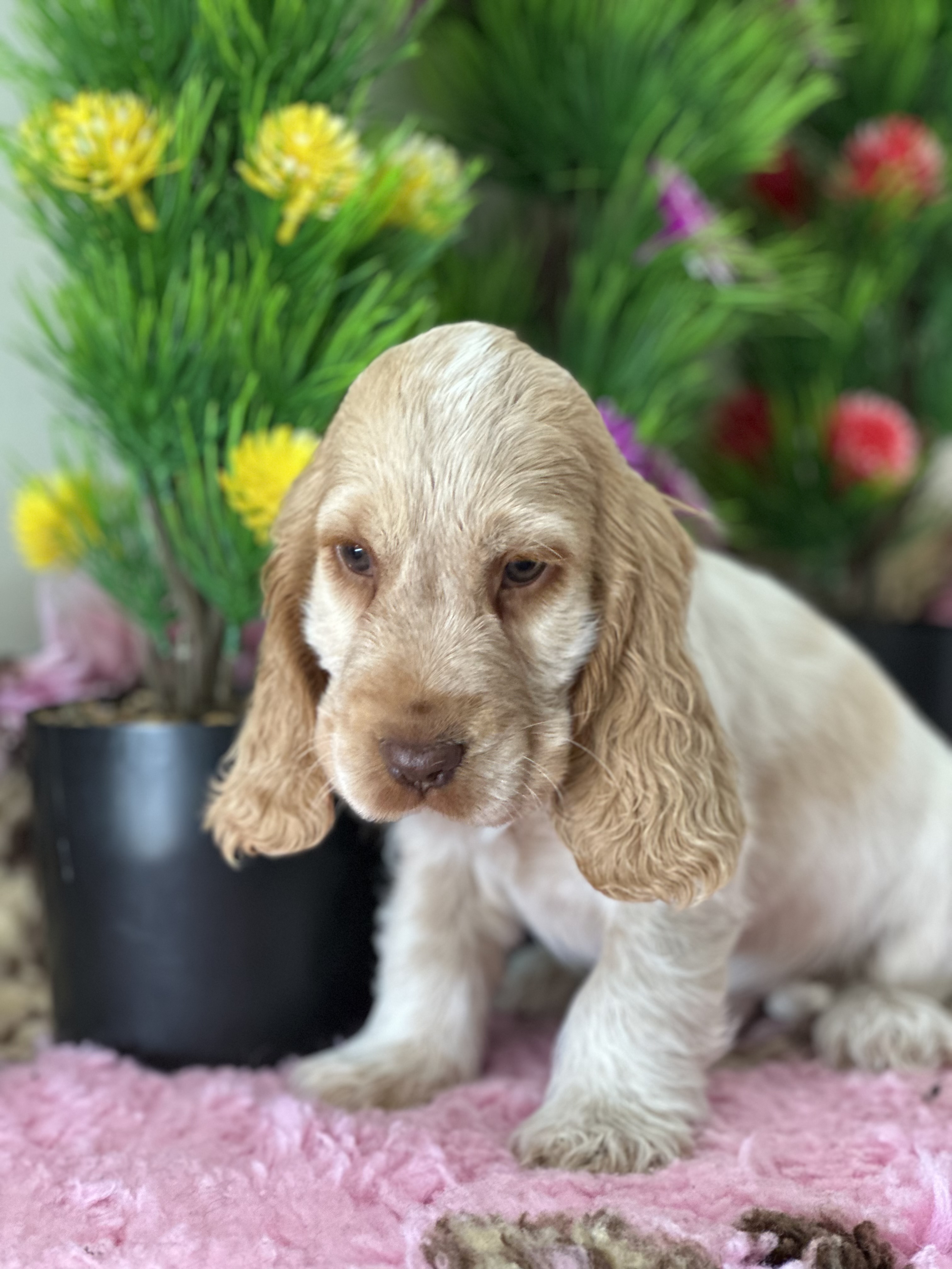 Dogs – Walloon