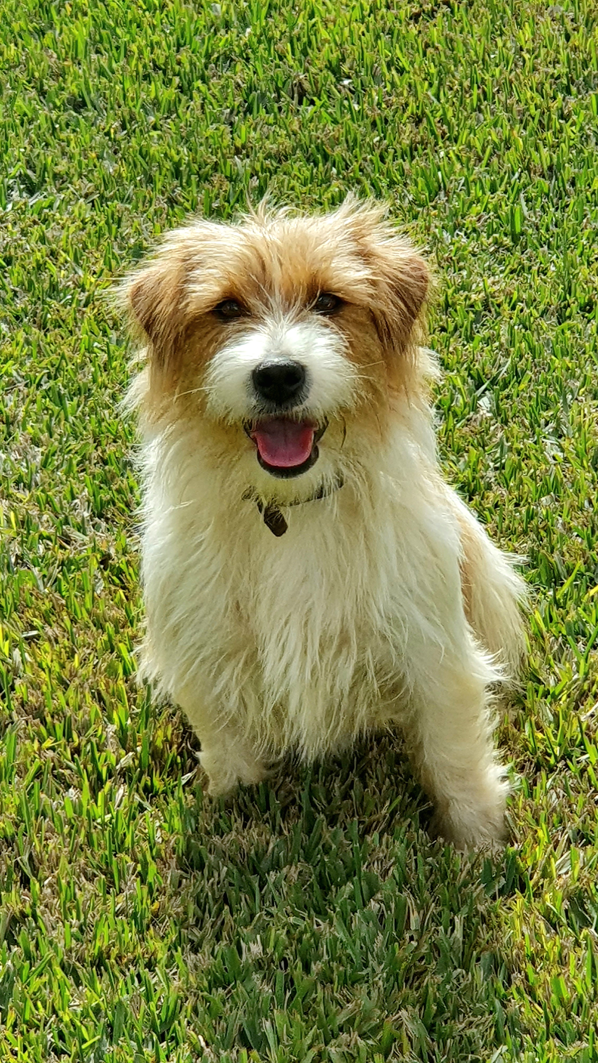 Jack Russell Terrior