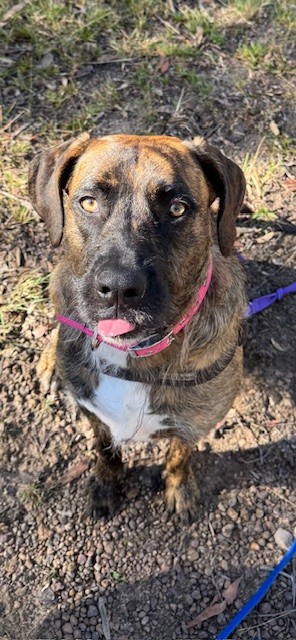 Great Dane – Yagoona