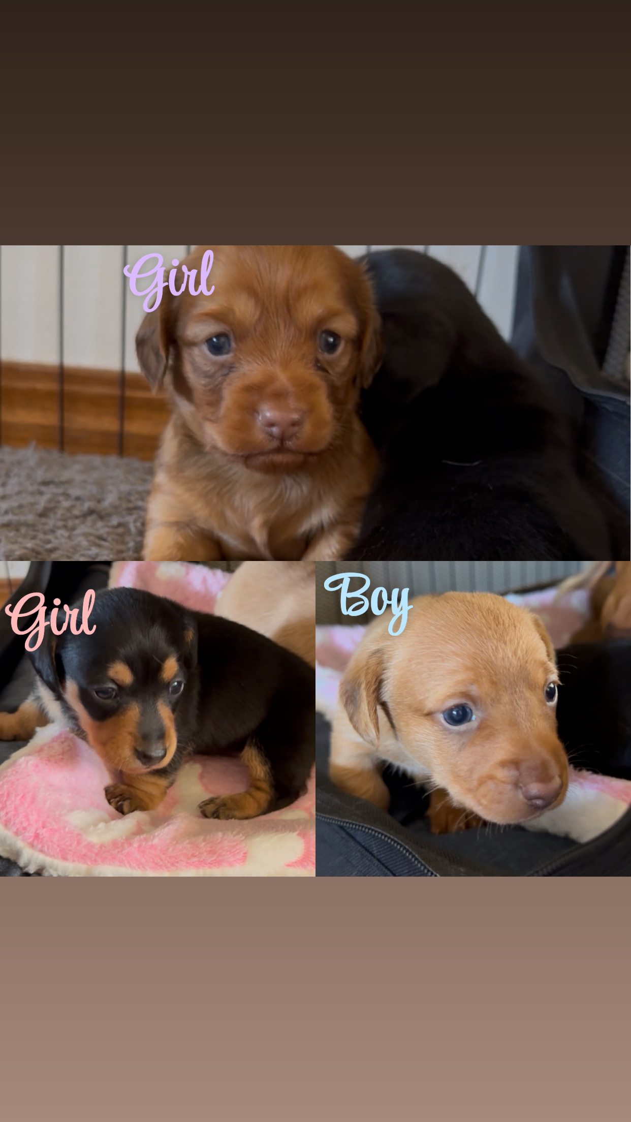 Miniature Dachshund – Hervey Bay