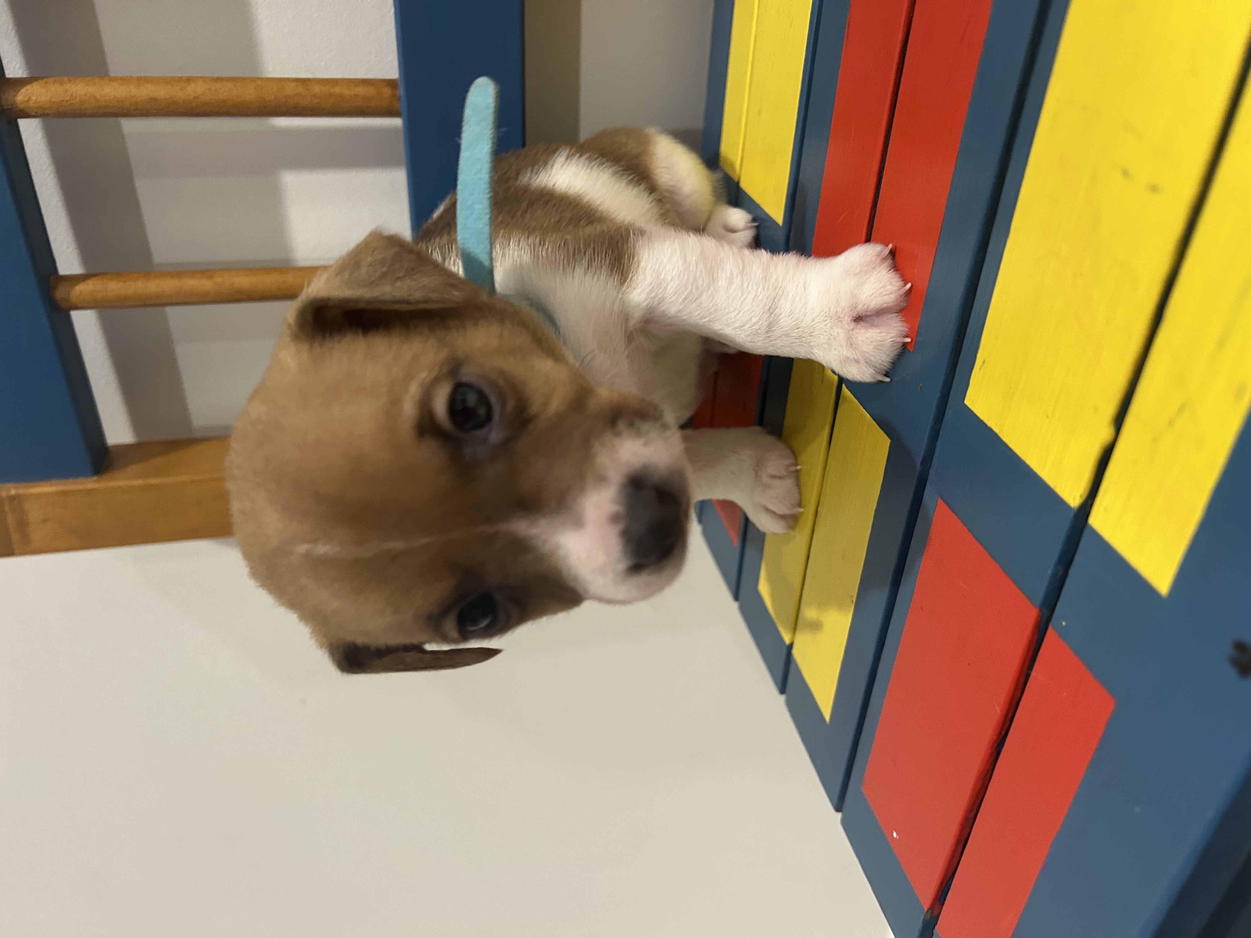 Jack Russell – Sinnamon Park