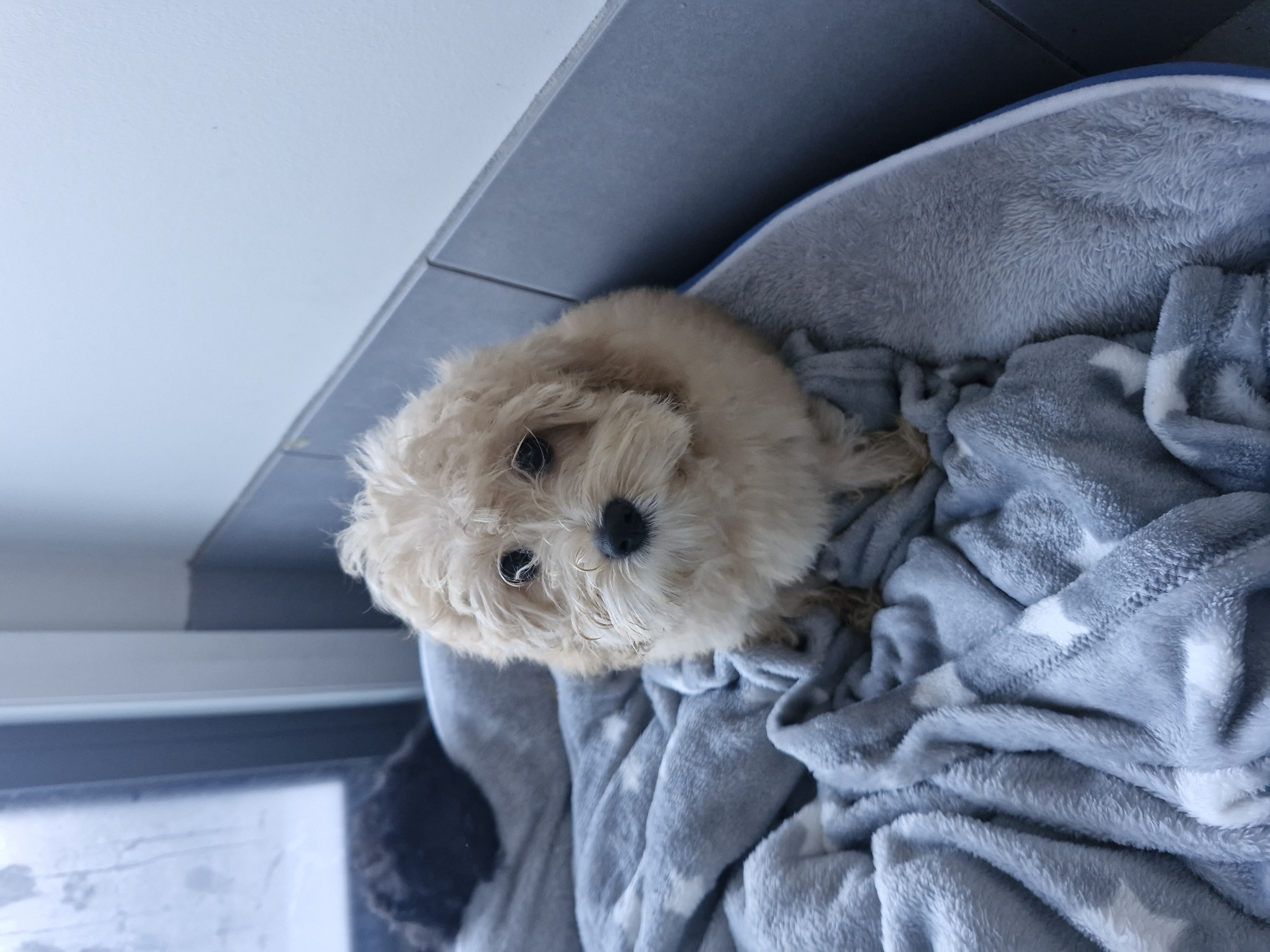 Cavoodle – Oran Park