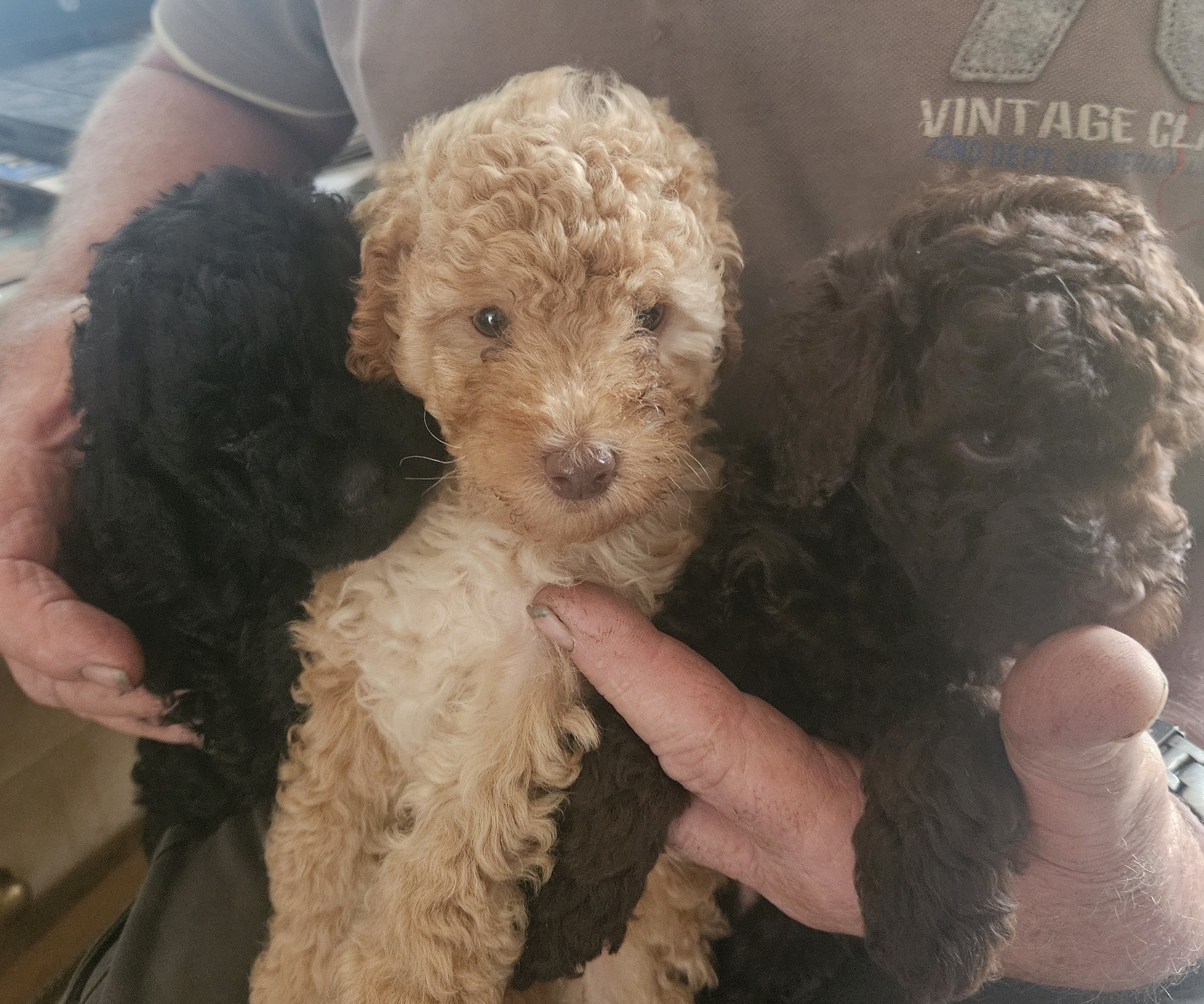Toy Poodle – Coondle