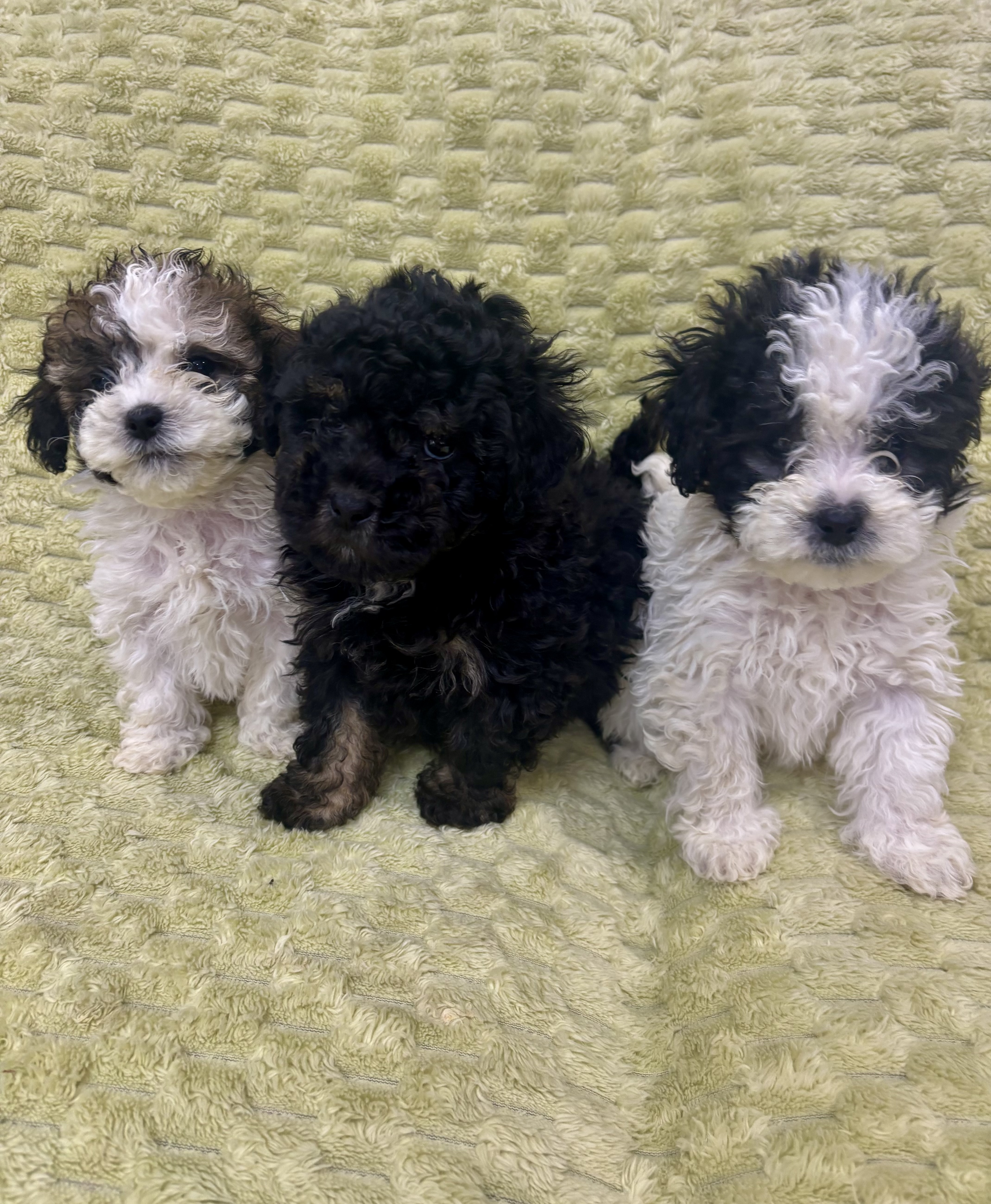 Toy Moodle – Wyndham Vale