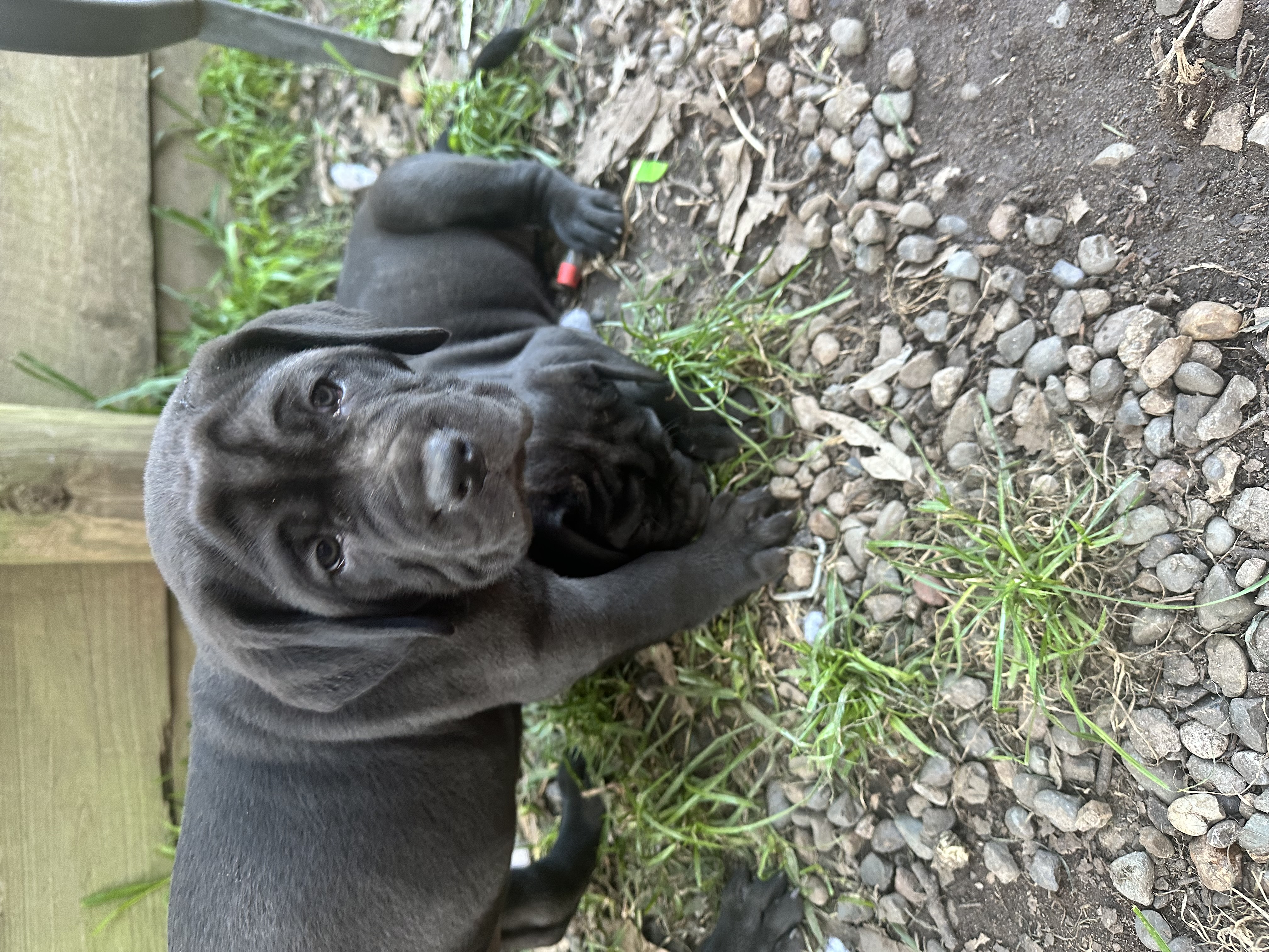 Neapolitan Mastiff – Watanobbi