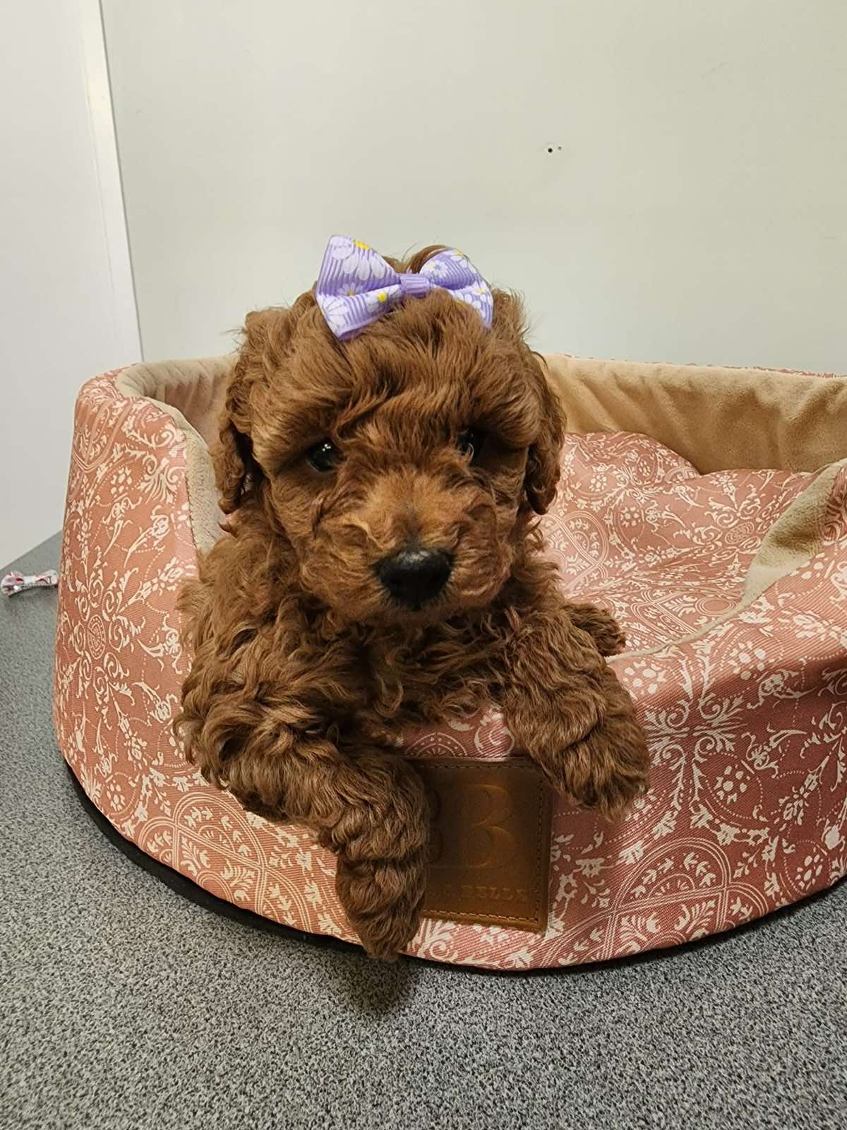 Toy Poodle puppies FEMAILES